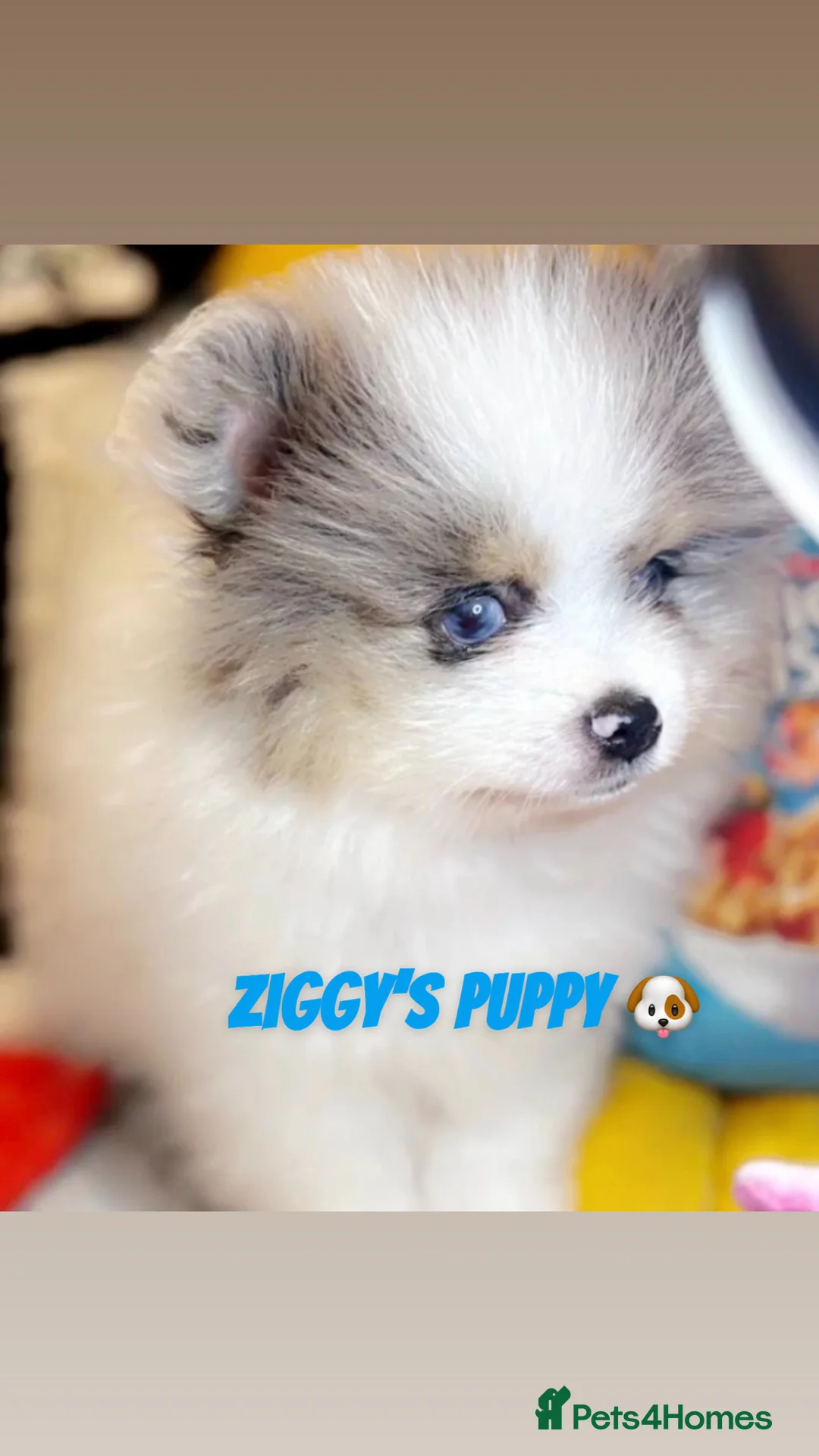 Pomeranian dogs for stud: 💙✨BLUE EYES & Hazel 👀 Poms 🐶EXPERIENCED STUDS🏆 in Bedford - Advert 24