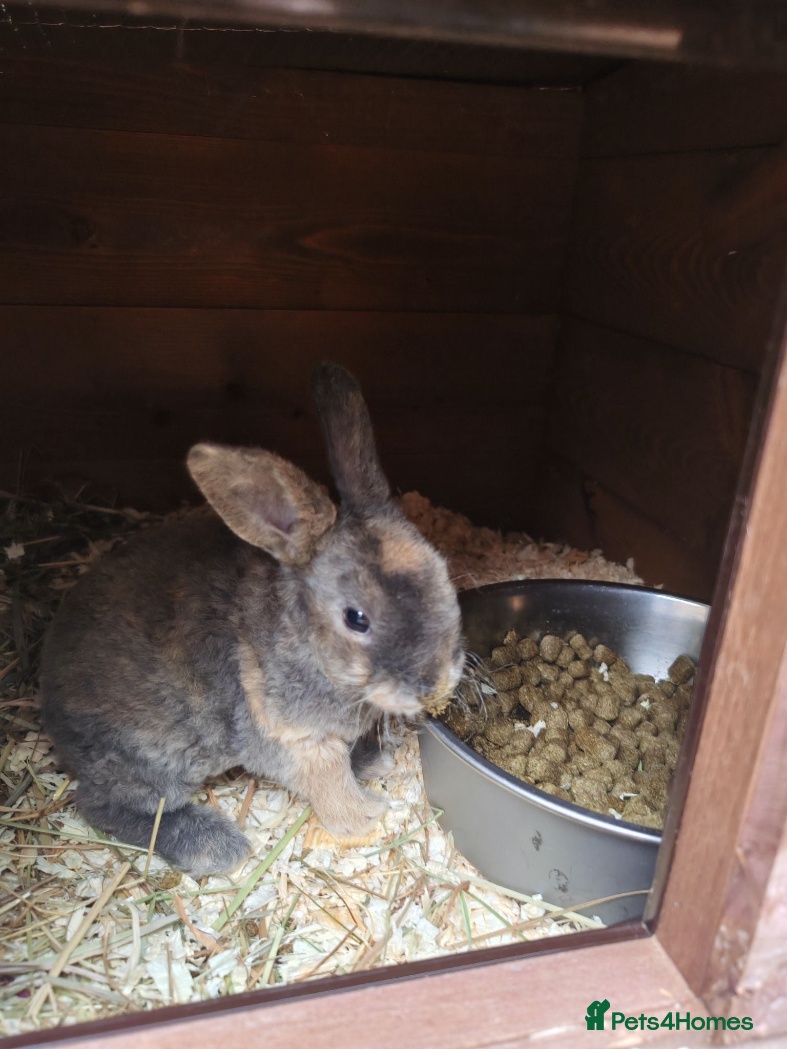 Mixed Breed rabbits Rex cross bunnies variety of colours - Advert 1