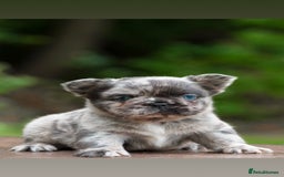 French Bulldog dogs for sale: FLUFFY HUSKY PRIME BIG ROPE MERLE PINK FRENCH BULL - Image 3