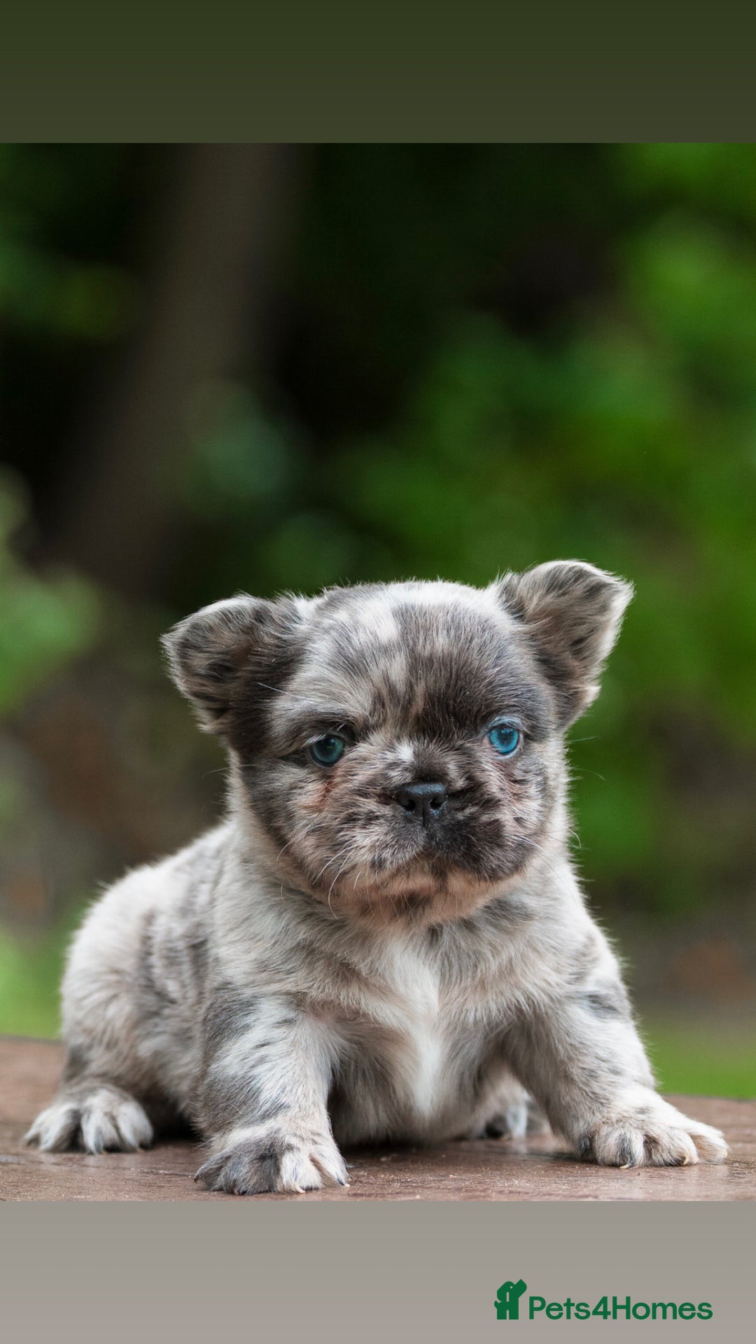 French Bulldog dogs for sale: FLUFFY HUSKY PRIME BIG ROPE MERLE PINK FRENCH BULL - Image 3