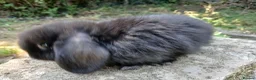 Mini Lop rabbits for sale: Stunning pure bred mjni lop baby rabbits in Llanelli - Advert 4