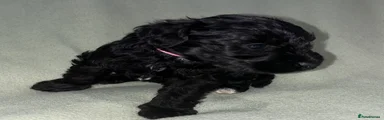 Schnoodle 6