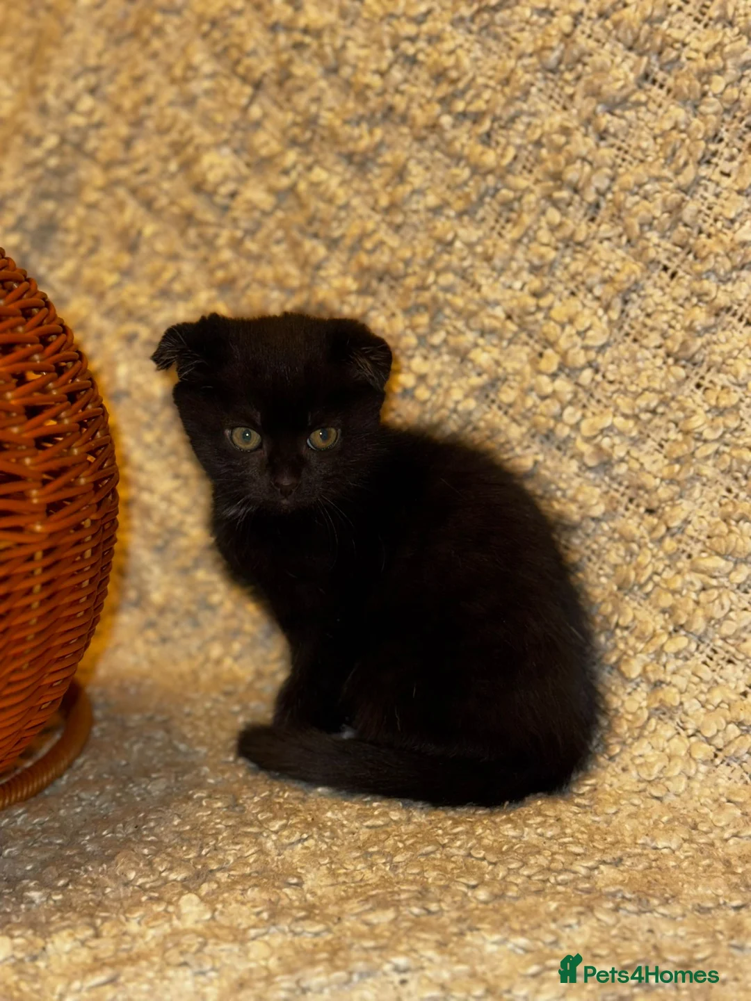 Scottish Fold cats for sale: ✨️5x Scottish Fold/Straight kittens READY TO GO ✨️ - Advert 11