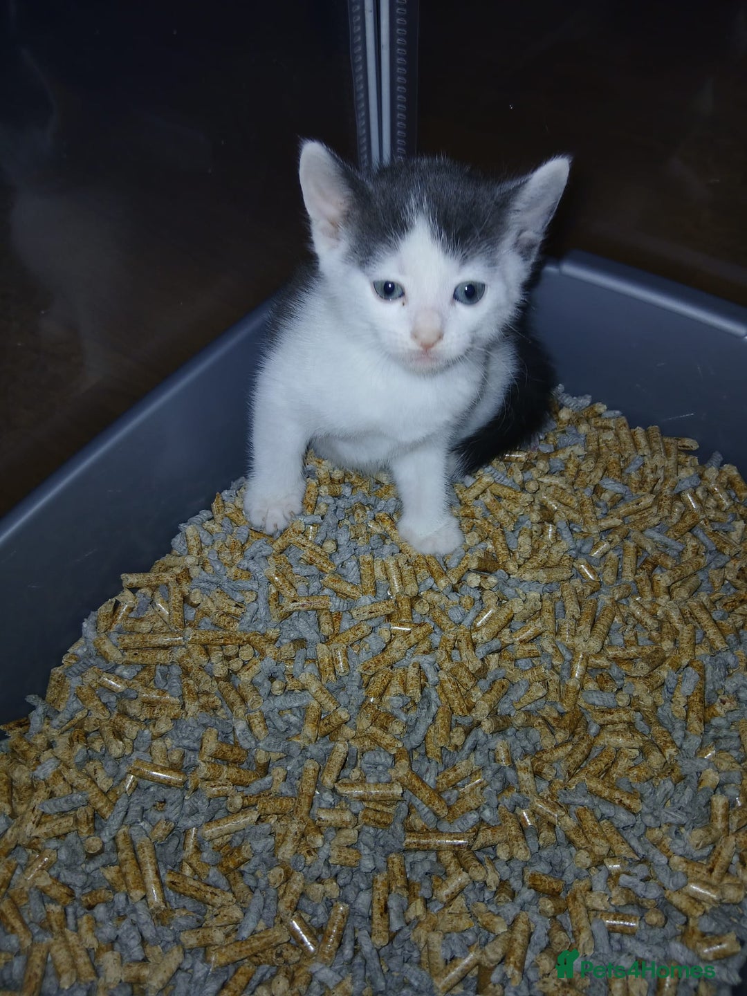 Mixed Breed cats for sale: 4 month old kitten for sale - Advert 3