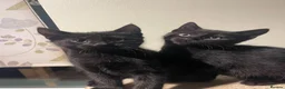 Mixed Breed cats for sale: 3 Black kittens & 1 Tabby female  - Advert 4