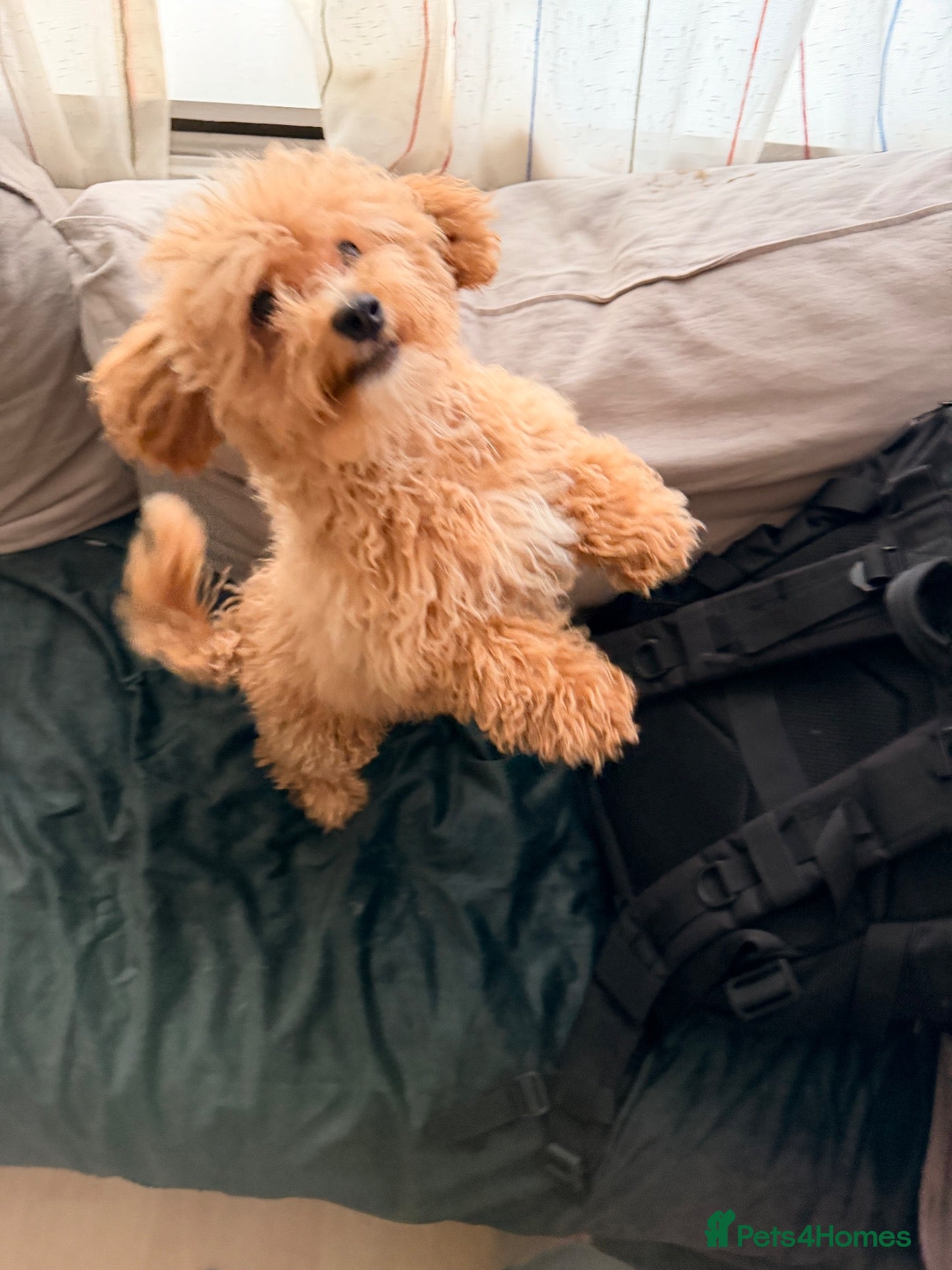 Maltipoo dogs Cute maltipoo ready to rehomes - Advert 18