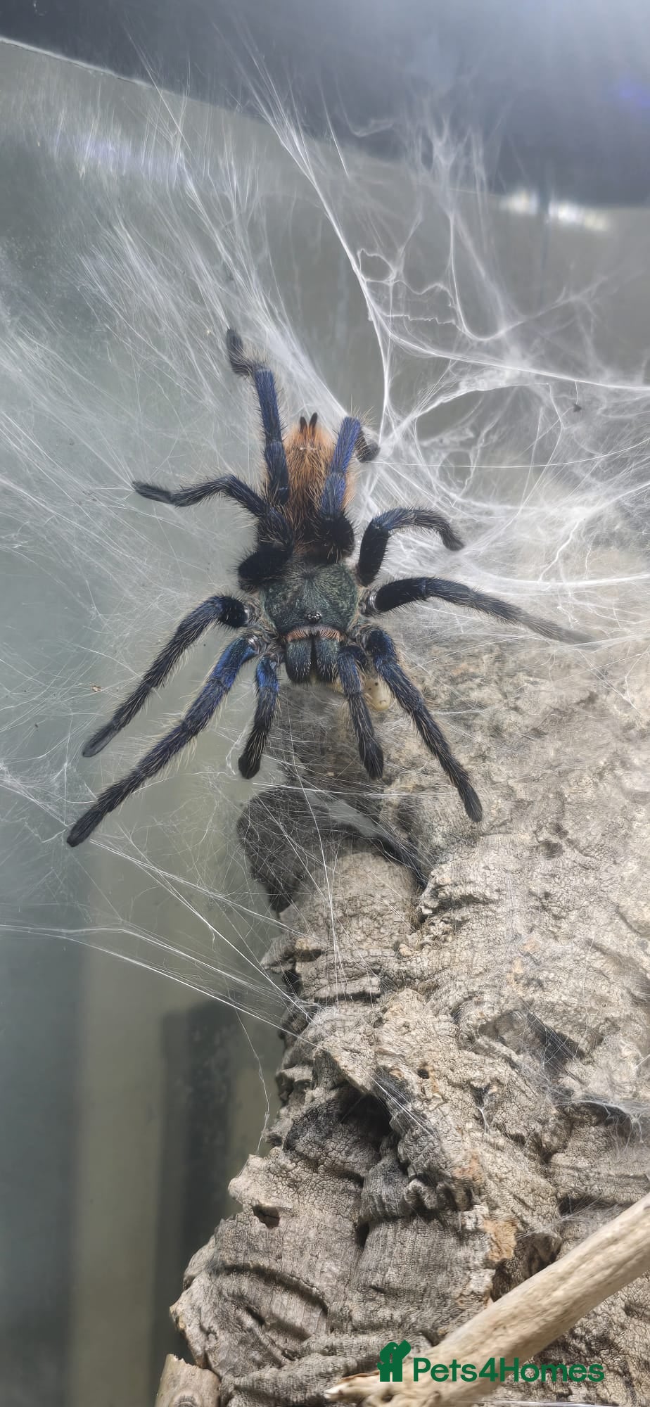 Tarantulas invertebrates TARANTULA COLLECTION FOR SALE - Advert 1