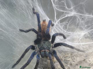 Tarantulas invertebrates TARANTULA COLLECTION FOR SALE - Advert 1