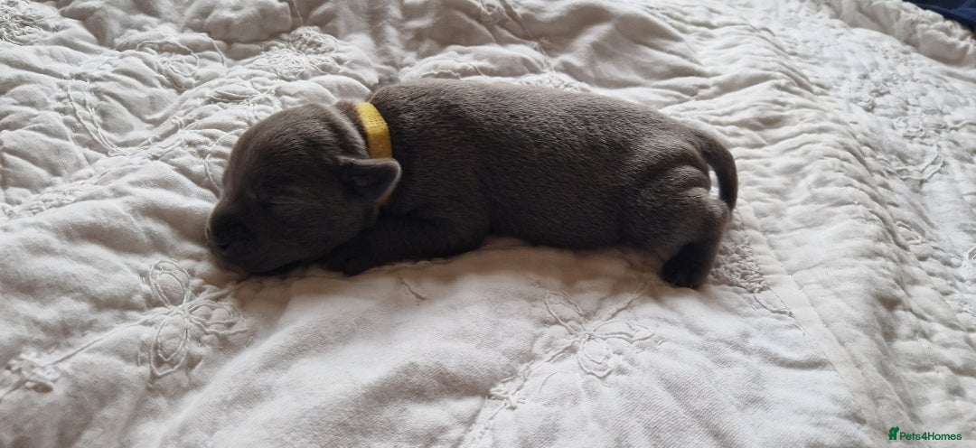 Staffordshire Bull Terrier dogs for sale: Excellent blue Staffordshire bull terrier puppies  - Image 4