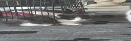 Mixed Breed cats for sale: 3 black and white kittens  - Advert 4