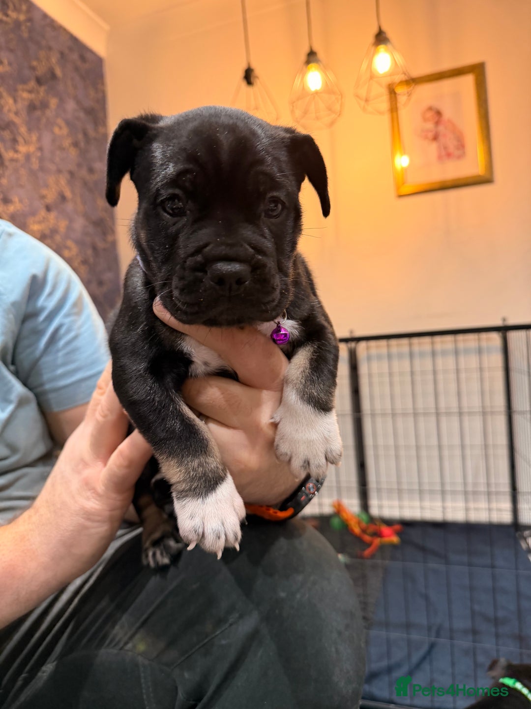 Mixed Breed dogs for sale: American french bully  - Advert 24