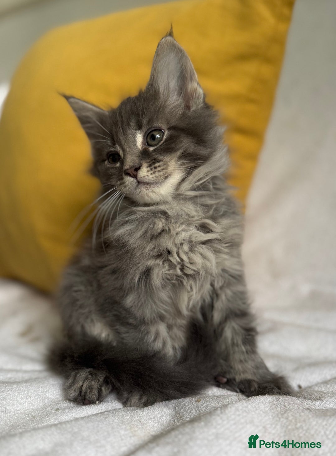 Maine Coon cats for sale: TICA Splendid Maine Coon  - Image 5