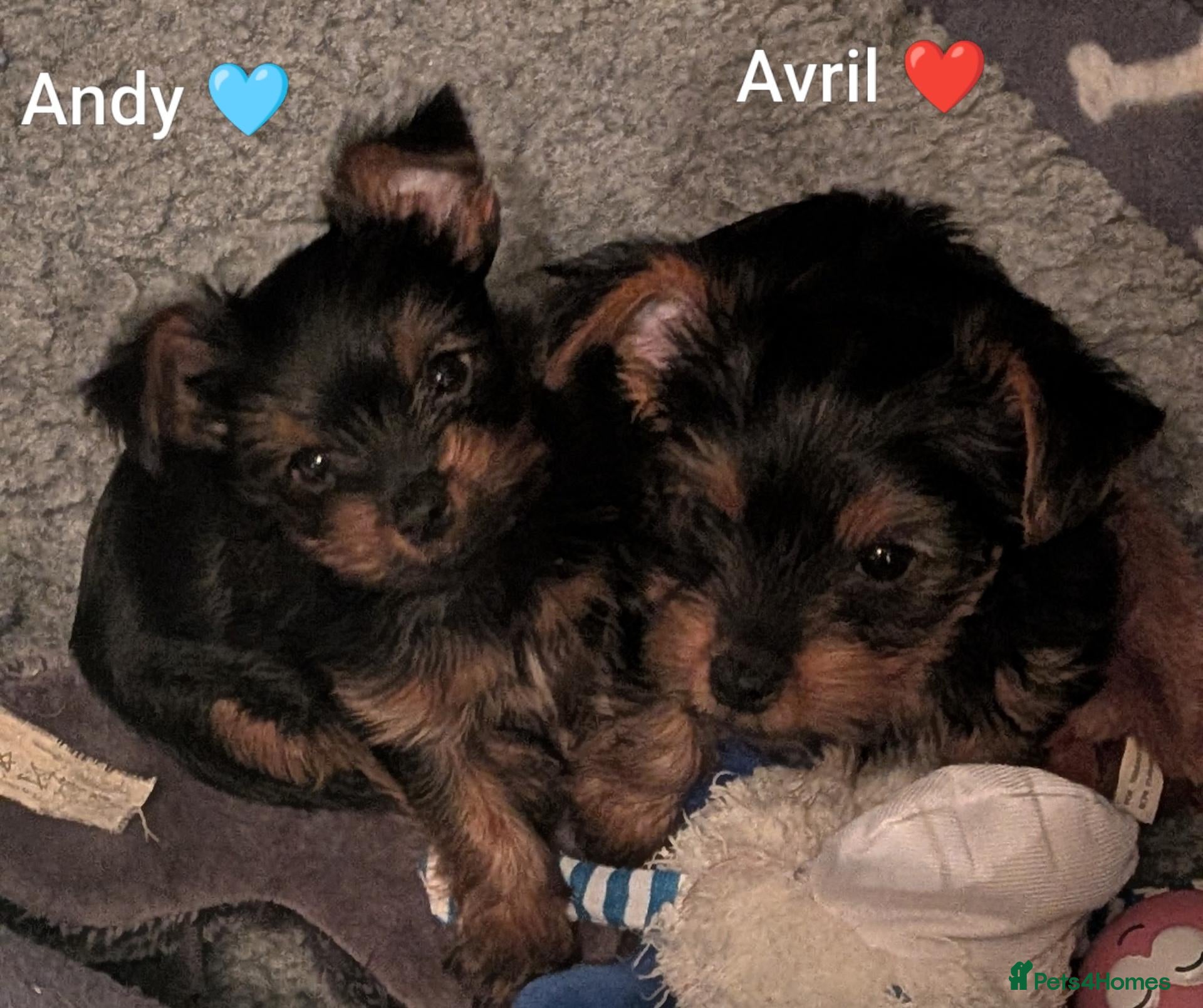 Yorkshire Terrier dogs ANMACO Yorkshire Terriers KC Ped TOY/MINATURES - Advert 17