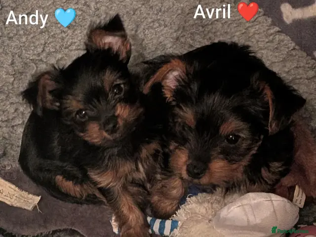 Yorkshire Terrier dogs ANMACO Yorkshire Terriers KC Ped TOY/MINATURES - Advert 17