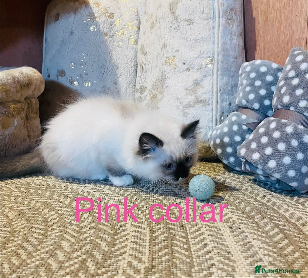 Ragdoll cats for sale: Ragdoll kittens ready 28th Jan  - Advert 17