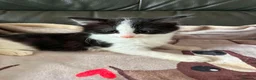 Mixed Breed cats for adoption: Playful kittens looking for their forever homes  - Advert 5