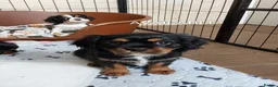Cavalier King Charles Spaniel dogs for sale: GREAT QUALITY CKCS PUPPIES ( DWKC REGISTERED)/DNA - Advert 19