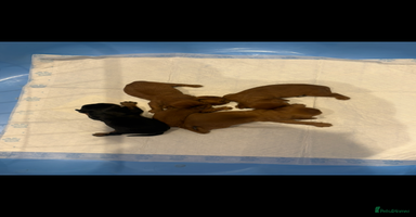 Cavalier King Charles Spaniel dogs Extensively health tested cute Cavalier puppy’s  - Advert 5