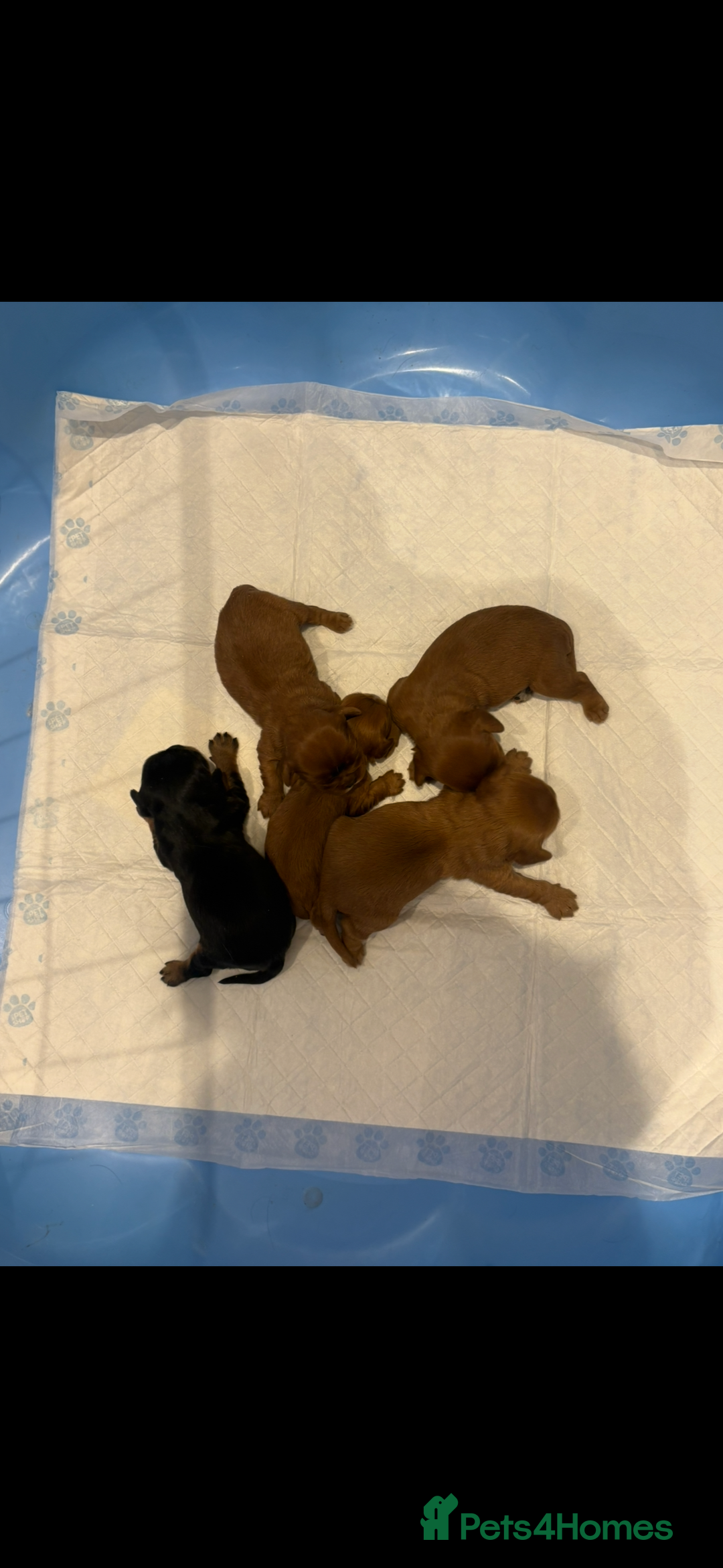 Cavalier King Charles Spaniel dogs for sale: Extensively health tested cute Cavalier puppy’s  - Advert 9
