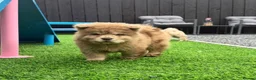 Chow Chow dogs for sale: Genuine exotic colour chowski puppies for sale - Advert 37