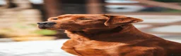 Labrador Retriever dogs for sale: ❤️ beautiful dark red working Labrador pups ❤️ - Advert 13