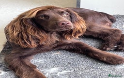 Cocker Spaniel dogs for stud: Working Cocker Spaniel for stud  - Image 4