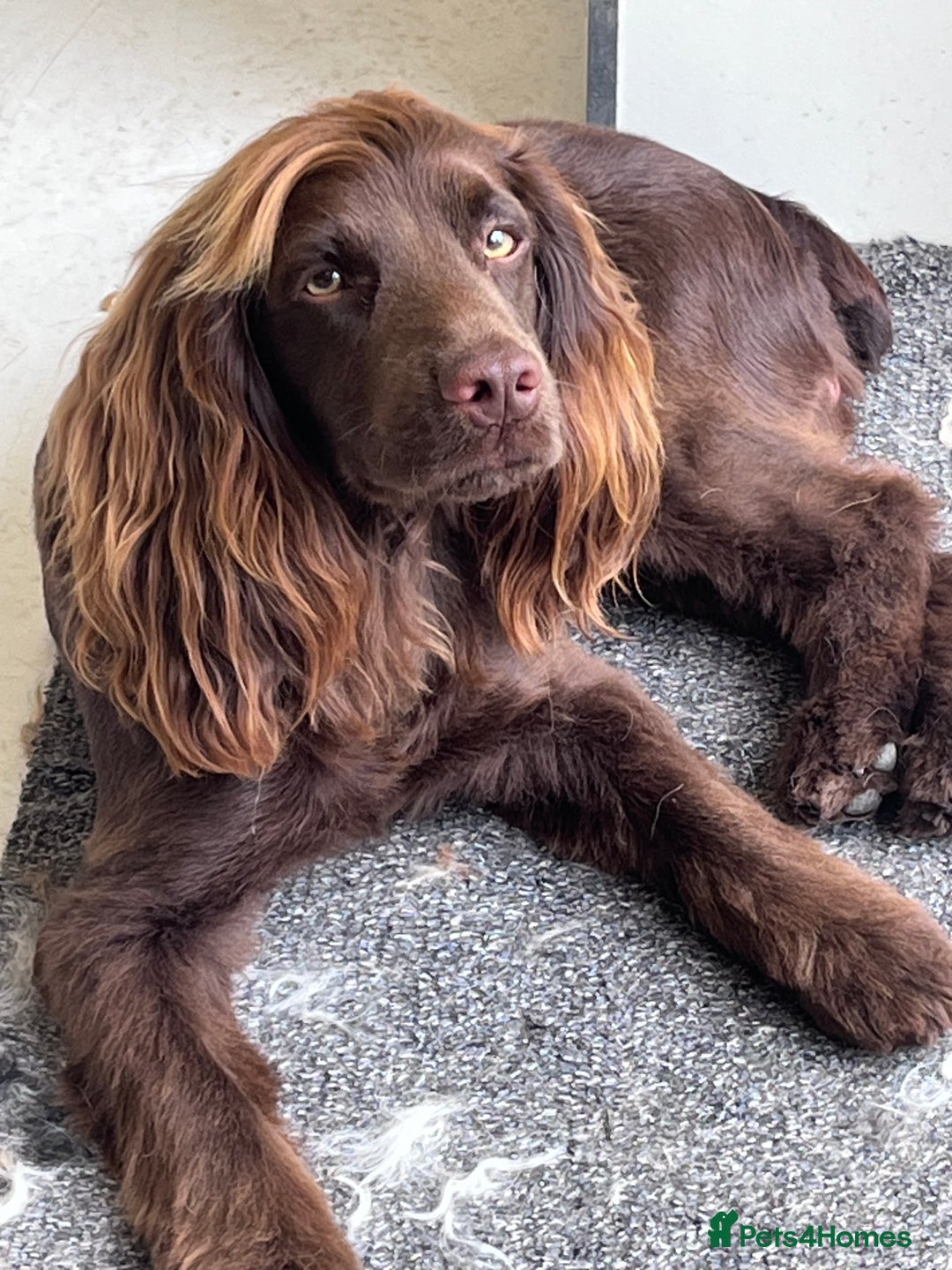 Cocker Spaniel dogs for stud: Working Cocker Spaniel for stud  - Image 4
