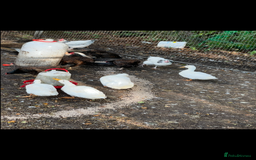 Ducks poultry for sale: Quartet of ducks mixed breed - Image 1