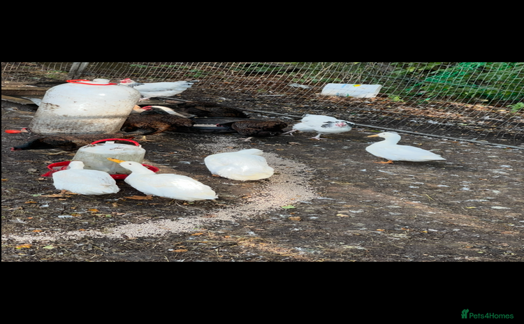 Ducks poultry - Advert 16