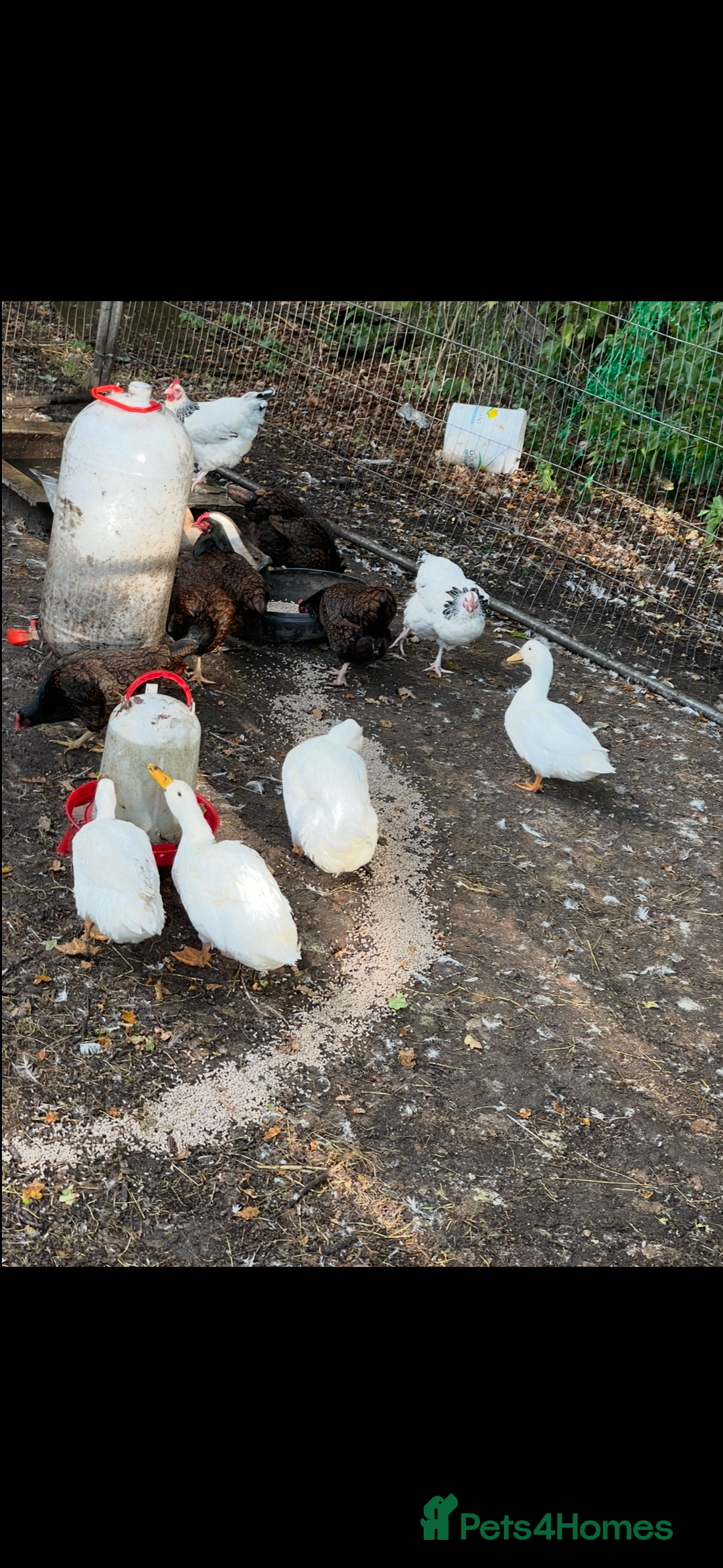 Ducks poultry for sale: Quartet of ducks mixed breed - Image 1
