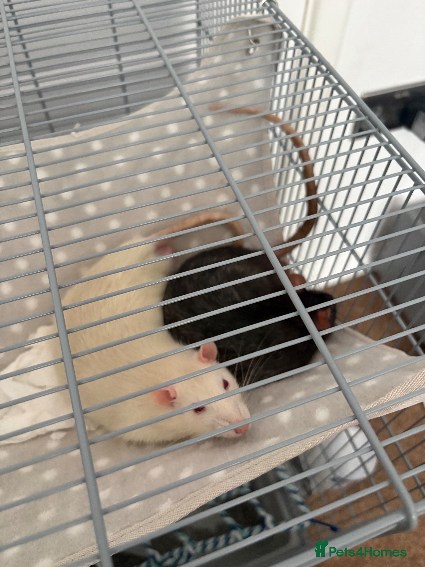 Rat rodents Rehoming for two male rats  - Advert 3