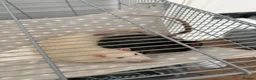 Rat rodents for sale: Rehoming for two male rats  in London - Advert 1