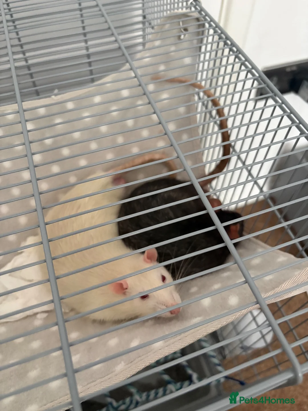 Rat rodents for sale: Rehoming for two male rats  in London - Advert 1