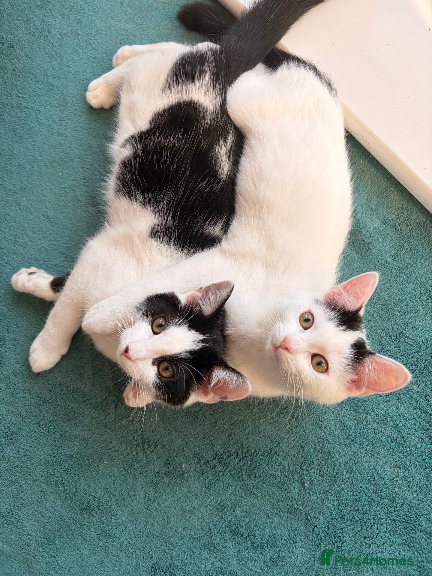 Mixed Breed cats Sisters available for adoption  - Advert 1