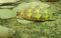 Tortoise reptiles for sale: Spur Thigh Hatchlings - Image 3