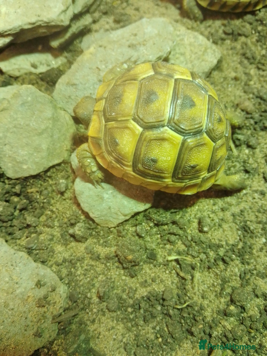 Tortoise reptiles for sale: Spur Thigh Hatchlings - Image 3