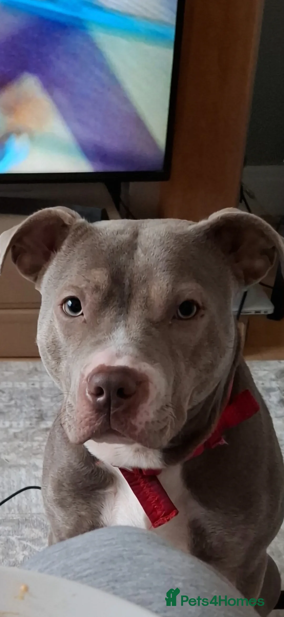 Mixed Breed dogs for sale: Staffordshire bull terrier x mix - Advert 1