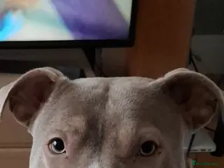 Mixed Breed dogs Staffordshire bull terrier x mix - Advert 1