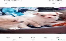 Chihuahua dogs for sale: Little white girl chihuahua  - Image 10