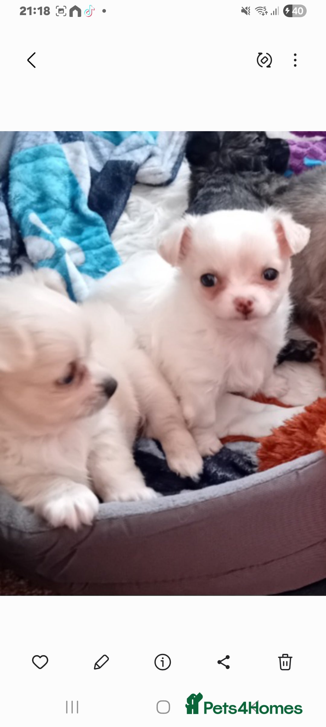 Chihuahua dogs for sale: Little white girl chihuahua  - Image 10