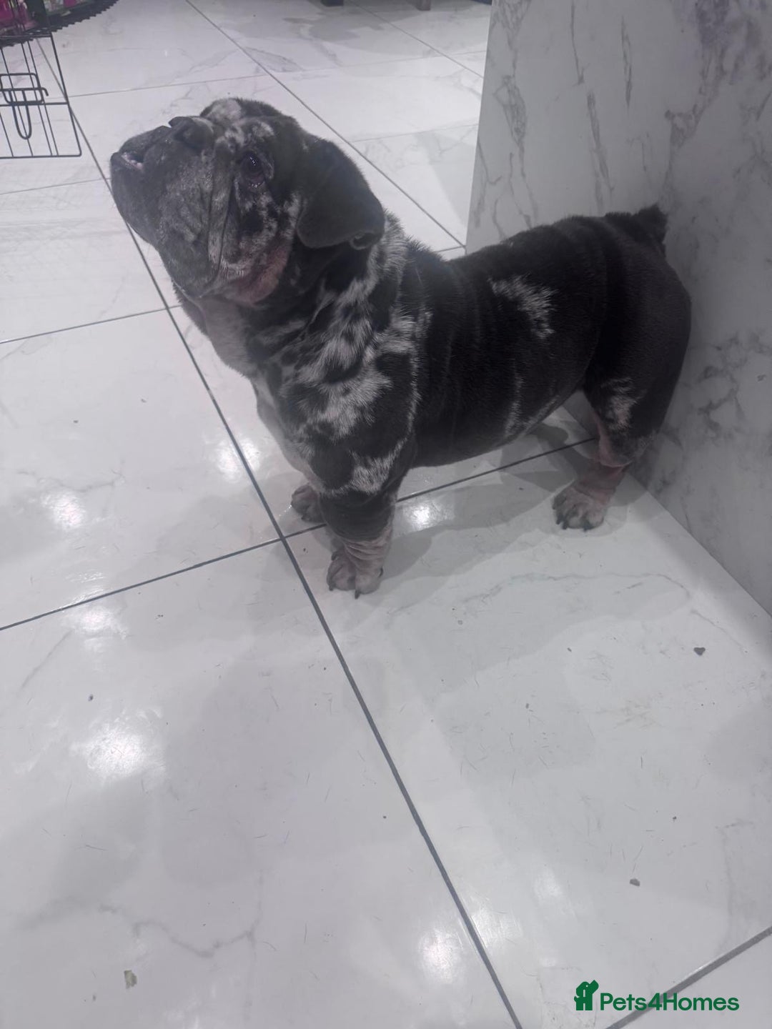 English Bulldog dogs for sale: 3yr old blue and white of reg bulldog bitch - Advert 3