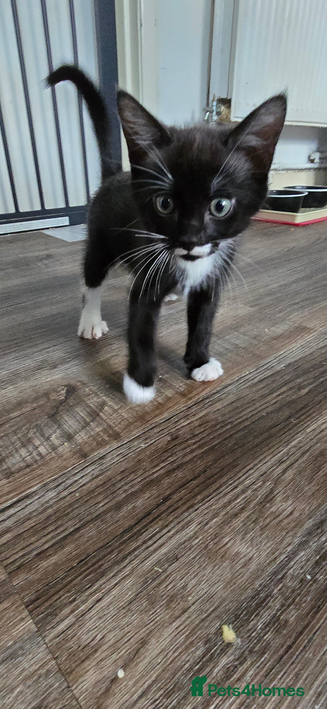 Mixed Breed cats for sale: 4 kittens  - Advert 8