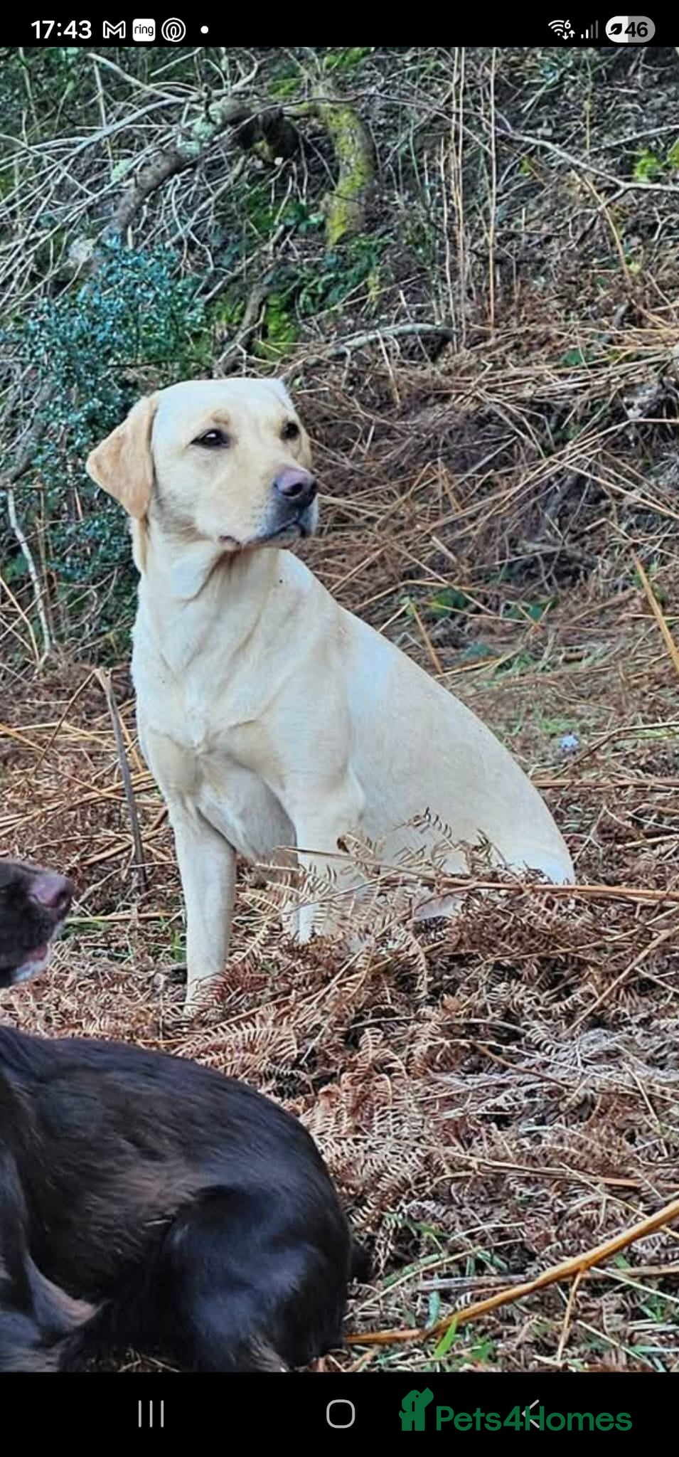 Labrador Retriever dogs KC registered labrador pups - Advert 1