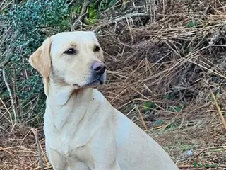 Labrador Retriever dogs KC registered labrador pups - Advert 1