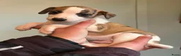 Whippet dogs for sale: 7 gorgeous whippet puppies! All ready leave  - Advert 2