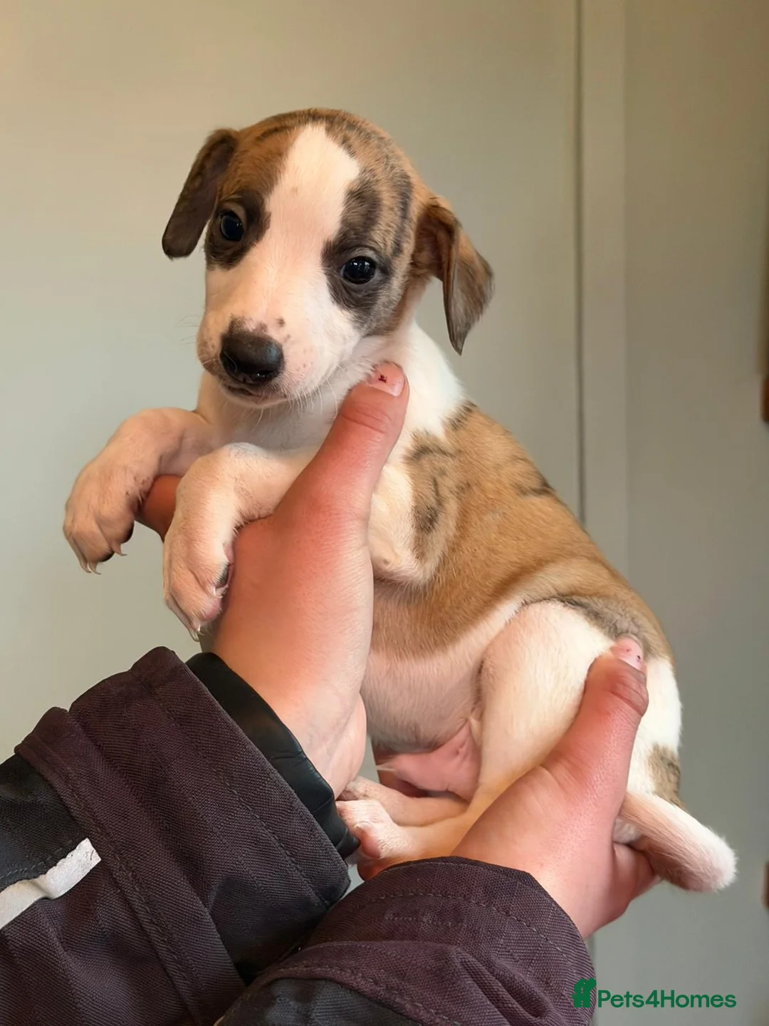 Whippet dogs for sale: 7 gorgeous whippet puppies! All ready leave  - Advert 2