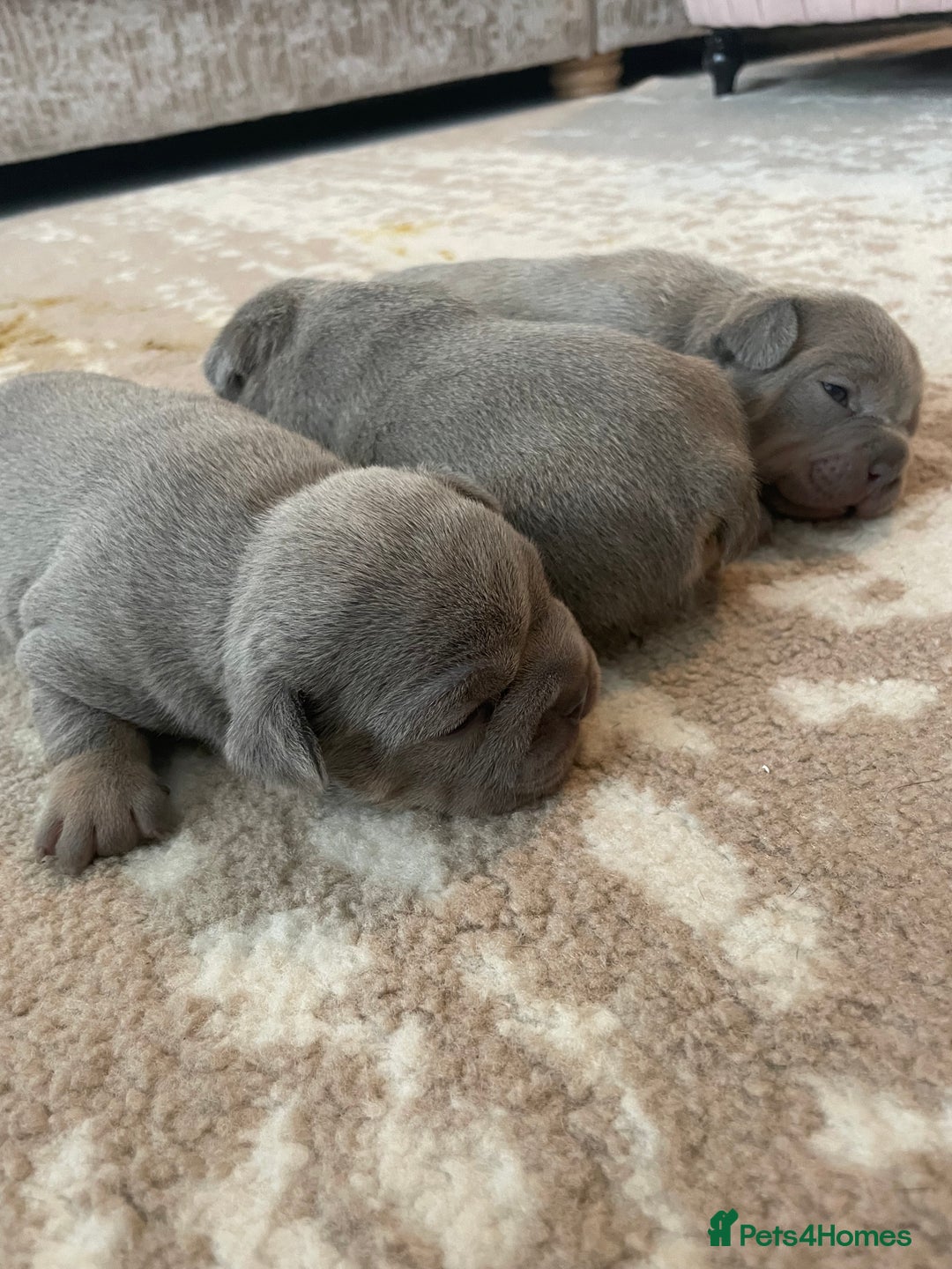 French Bulldog dogs for sale: French bulldog puppies - Image 5