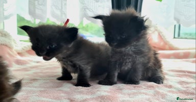 Maine Coon cats - Advert 14