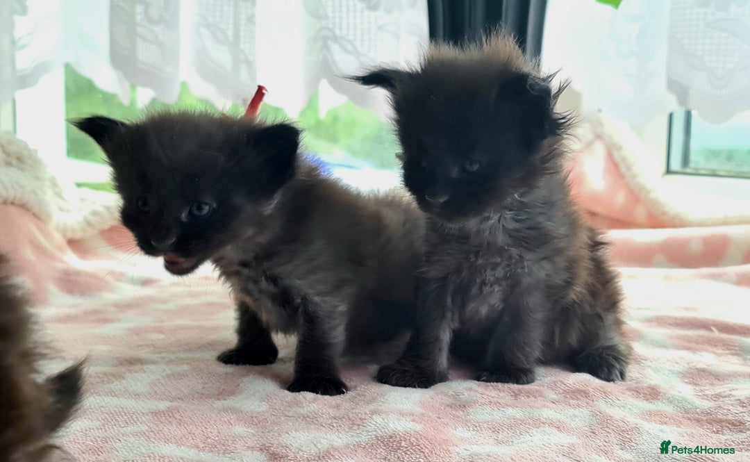 Maine Coon cats for sale: Reserve your dream kitten now - Image 3