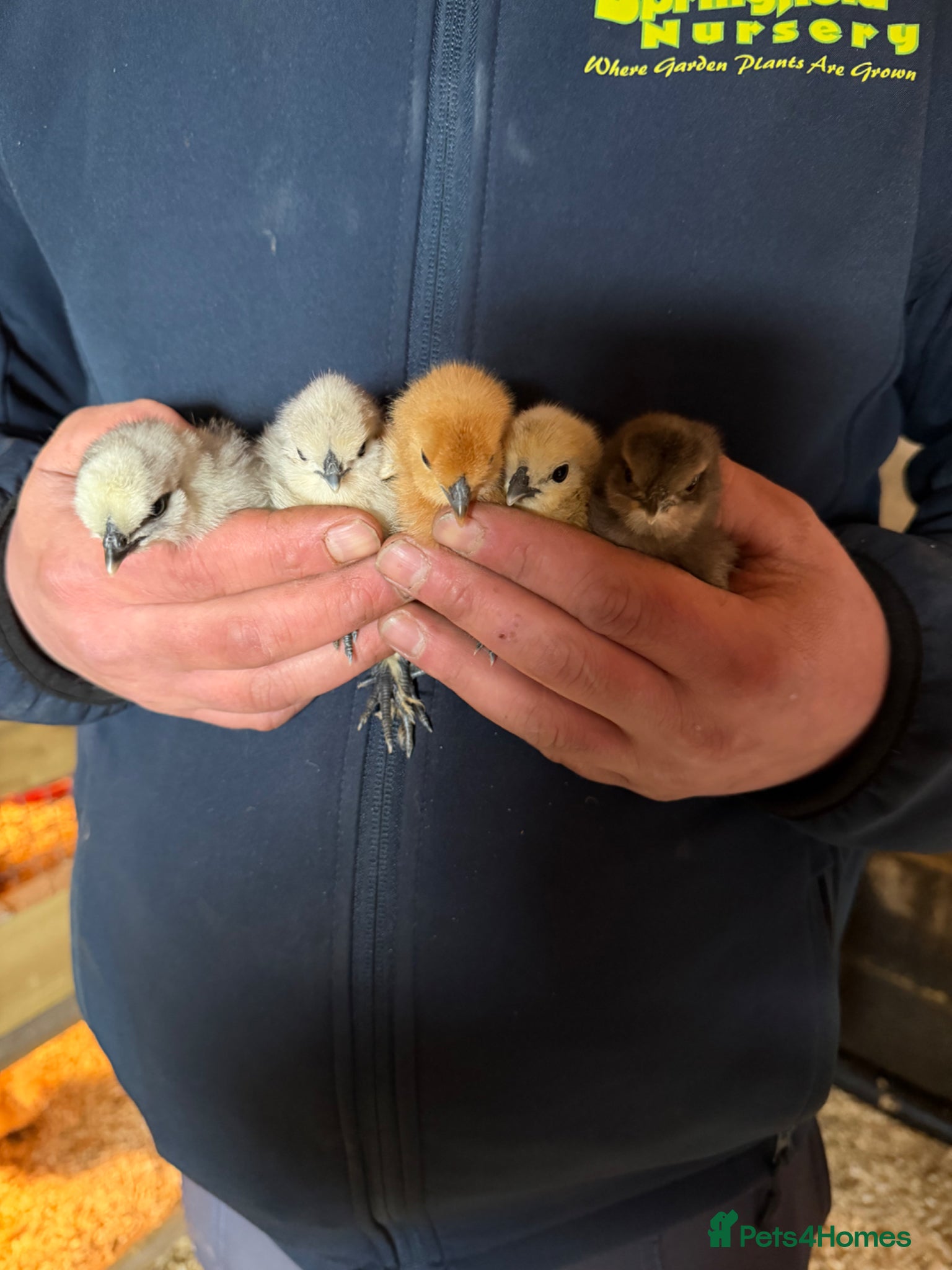 Chickens poultry Chicks, USA Bearded Silkies, Vorwerk, LF Brahma  - Advert 19